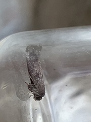Swammerdamia pyrella
