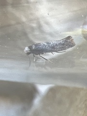 Swammerdamia pyrella