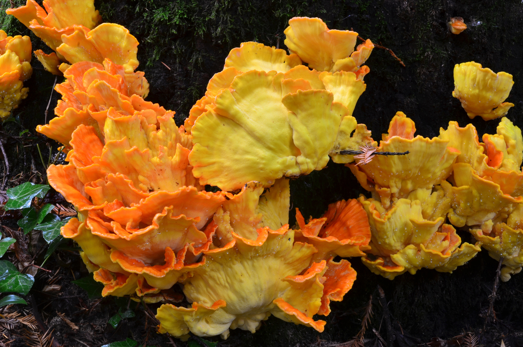 Conifer Chicken of the Woods from Whitehouse Canyon Road, Santa Cruz ...