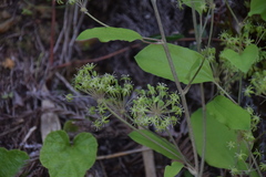 Smilax nipponica
