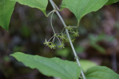 Smilax nipponica