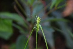 Carex brownii transversa
