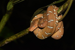 Corallus batesii