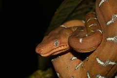 Corallus batesii