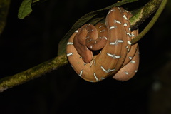 Corallus batesii