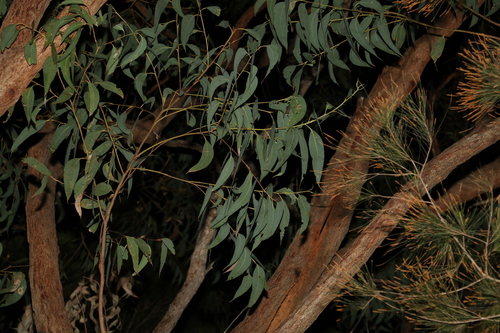 Image of Needlebark by (c) Greg Tasney, some rights reserved (CC BY-SA)