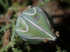 Callitris arenaria