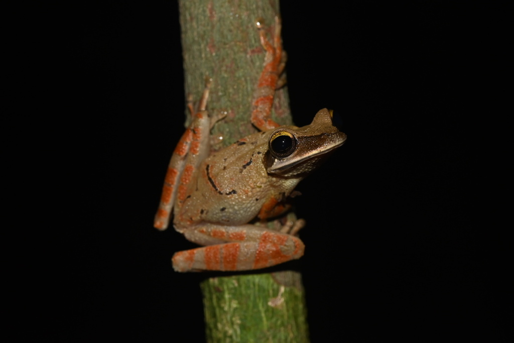 Bolivian Spiny-Backed Frog