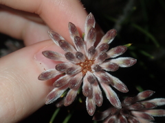 Petrophile brevifolia