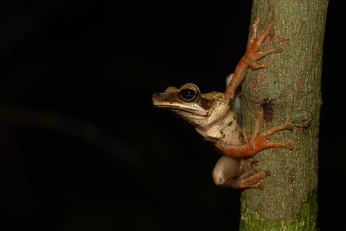 Bolivian Spiny-backed Frog