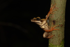 Bolivian Spiny-Backed Frog photo 2