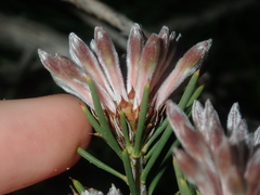 Petrophile brevifolia