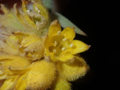 Conostylis candicans