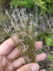 Schizachyrium condensatum