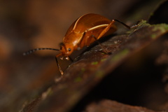 Ellipticus dorbignyi