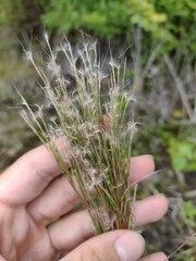 Schizachyrium condensatum