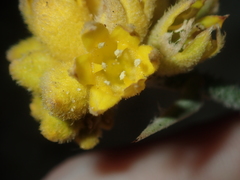 Conostylis candicans