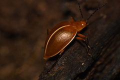 Ellipticus dorbignyi