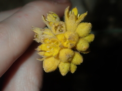 Conostylis candicans