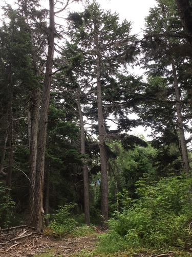 mountain hemlock