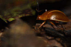 Ellipticus dorbignyi