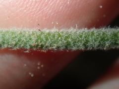 Conostylis candicans