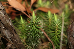 Melichrus procumbens