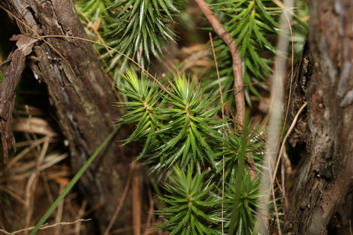 Image of Melichrus procumbens by (c) Greg Tasney, some rights reserved (CC BY-SA)