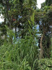 Themeda villosa
