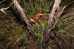 Melichrus procumbens