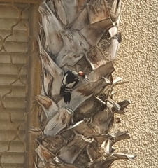 Dendrocopos syriacus