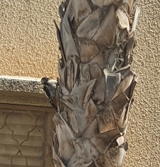 Dendrocopos syriacus