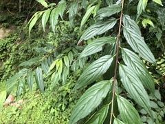 Rhamnus pilushanensis