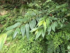 Rhamnus pilushanensis