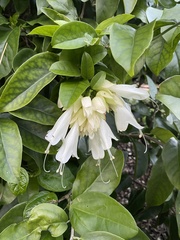 Oxera
