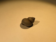 Pomatias elegans
