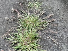Eragrostis unioloides