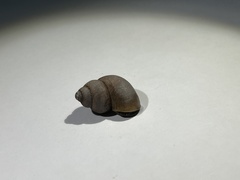 Pomatias elegans