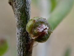 Sclerolaena stelligera