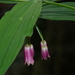 Chinese Fairy Bells - Photo (c) desertnaturalist, some rights reserved (CC BY), uploaded by desertnaturalist