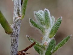 Sclerolaena stelligera