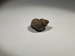 Pomatias elegans