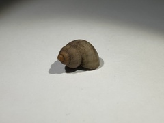 Pomatias elegans