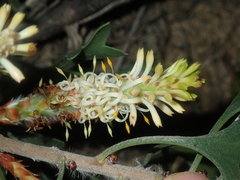 Petrophile macrostachya