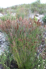Thamnochortus fraternus