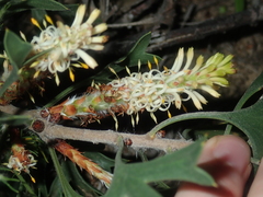 Petrophile macrostachya