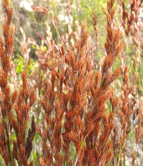 Thamnochortus fraternus