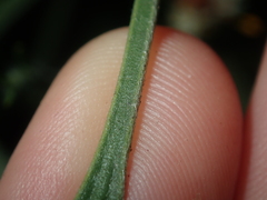 Petrophile macrostachya