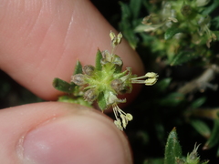 Opercularia spermacocea