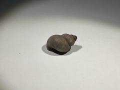 Pomatias elegans